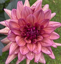 Molly Raven Dahlia