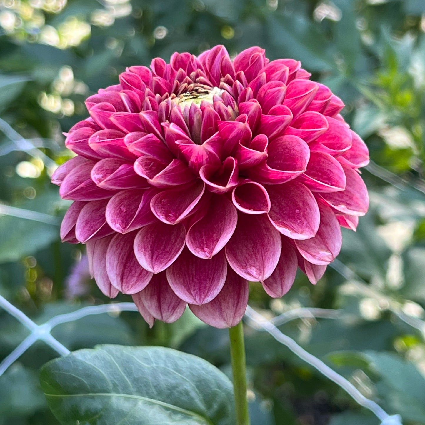 'Levi's Blood Moon' Rooted Cutting