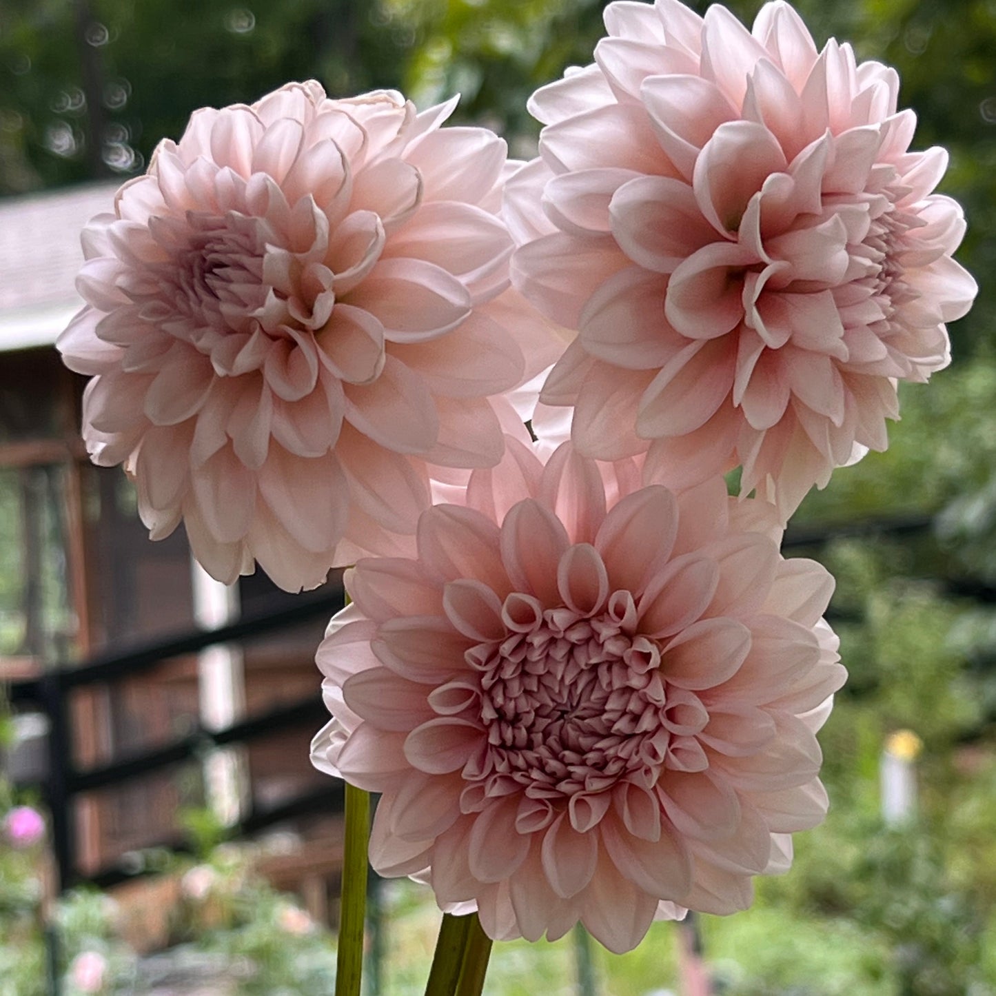 Dahlia 'Lee's Pineberry Trifle' - Spring Shipped