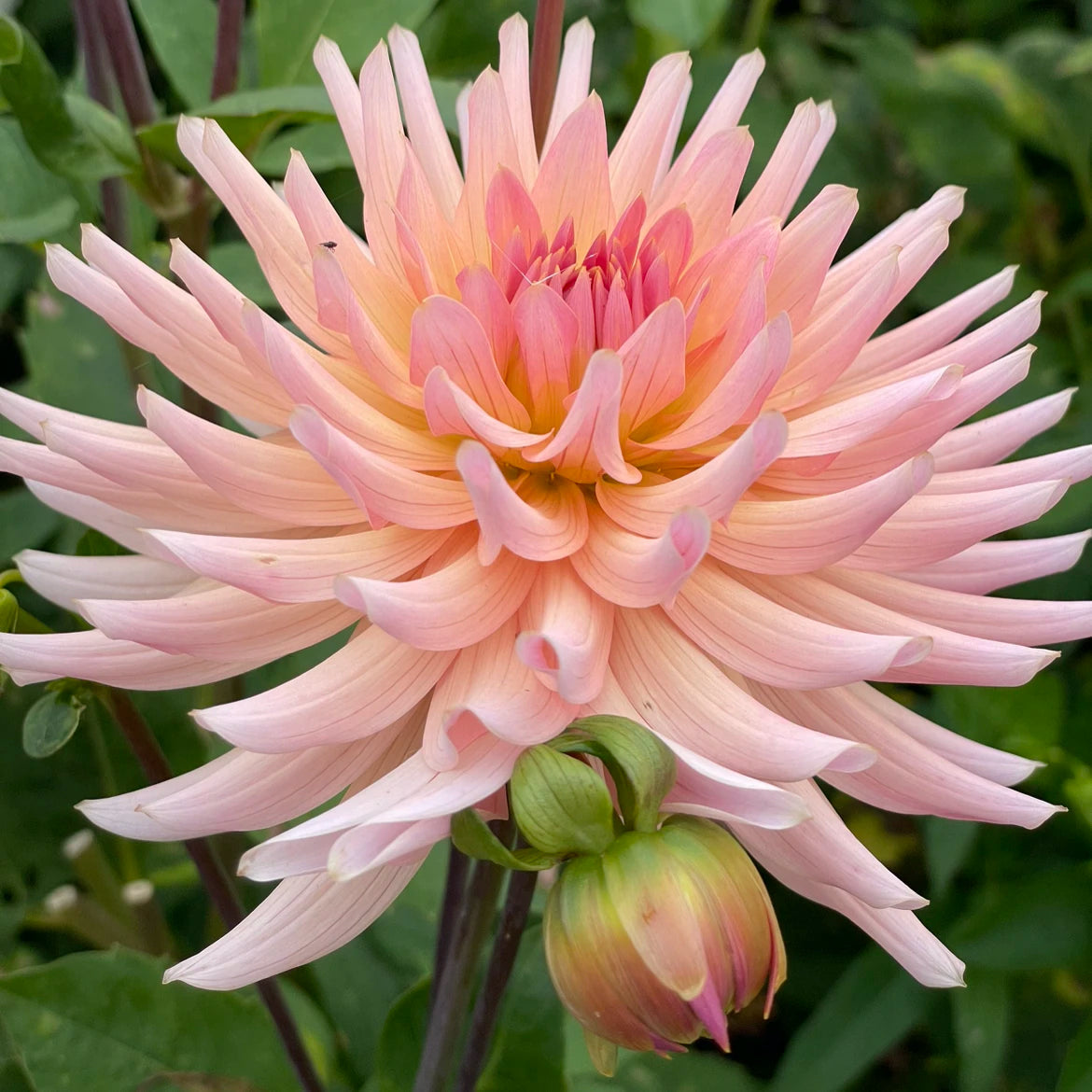 Dahlia 'Henriette' - Incurved Cactus (1 tuber)