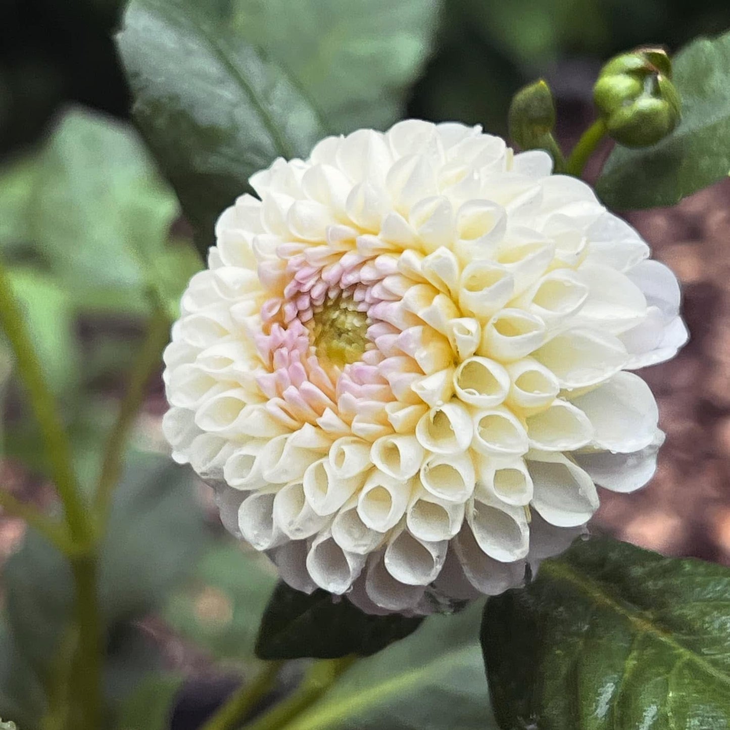Dahlia 'Hollyhill Miss White' - Spring Shipped