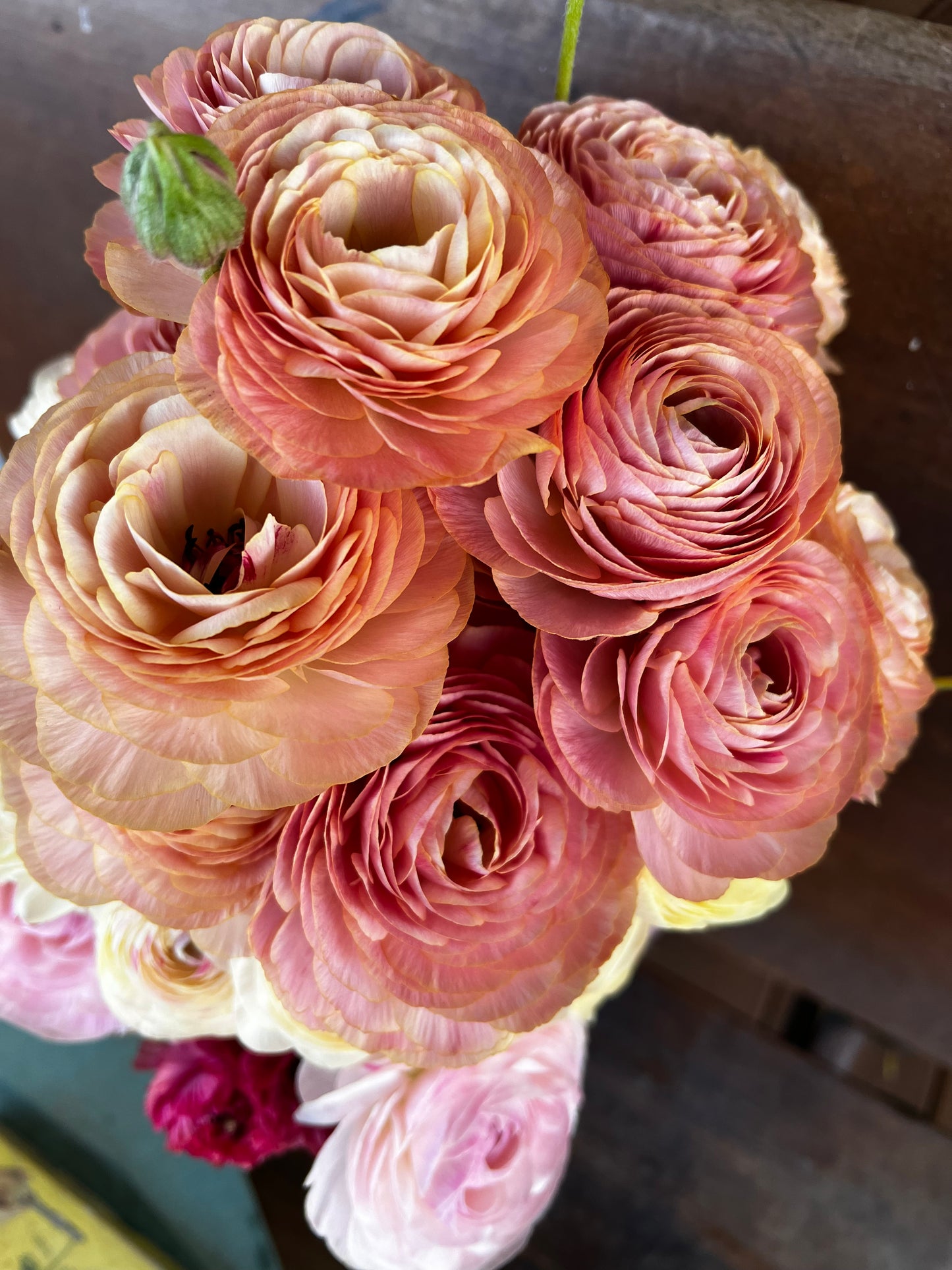 Ranunculus Romance Nohant 5 pack