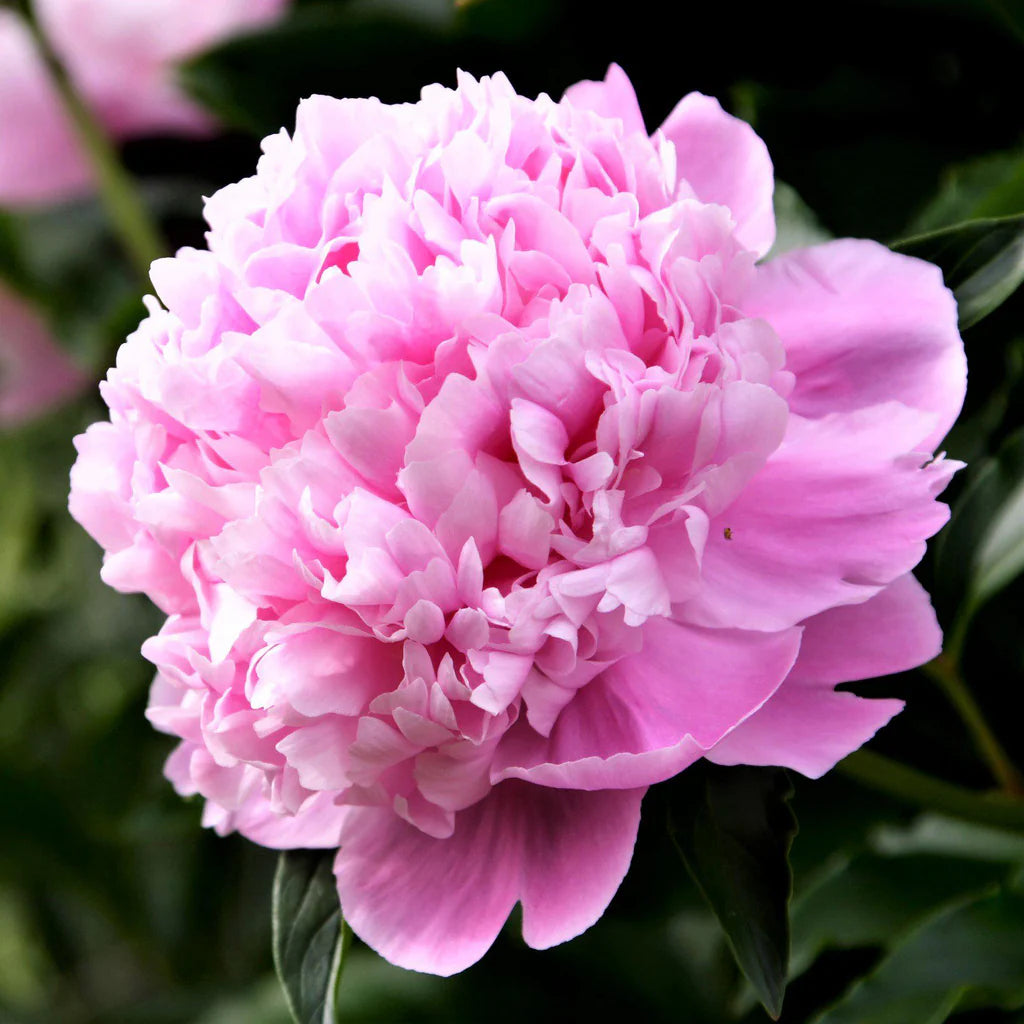 Monsieur Jules Elie Peony - Lactiflora 3-5 eyes