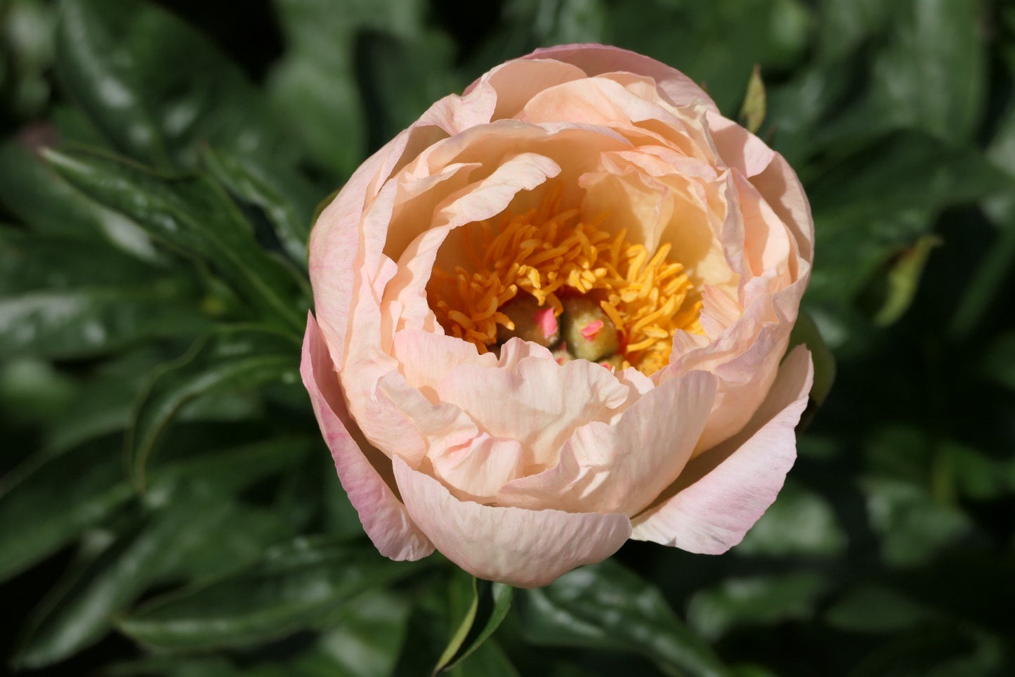 King’s Day Peony - Hybrid 3-5 Eyes