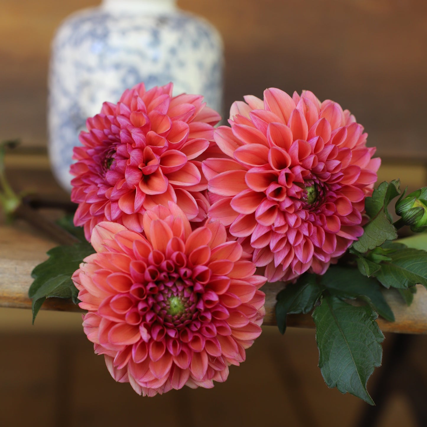 Dahlia 'Bloomquist Curt'