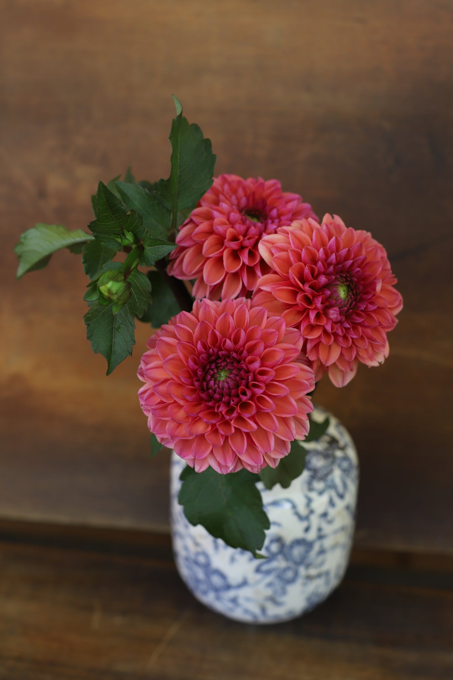 Dahlia 'Bloomquist Curt'