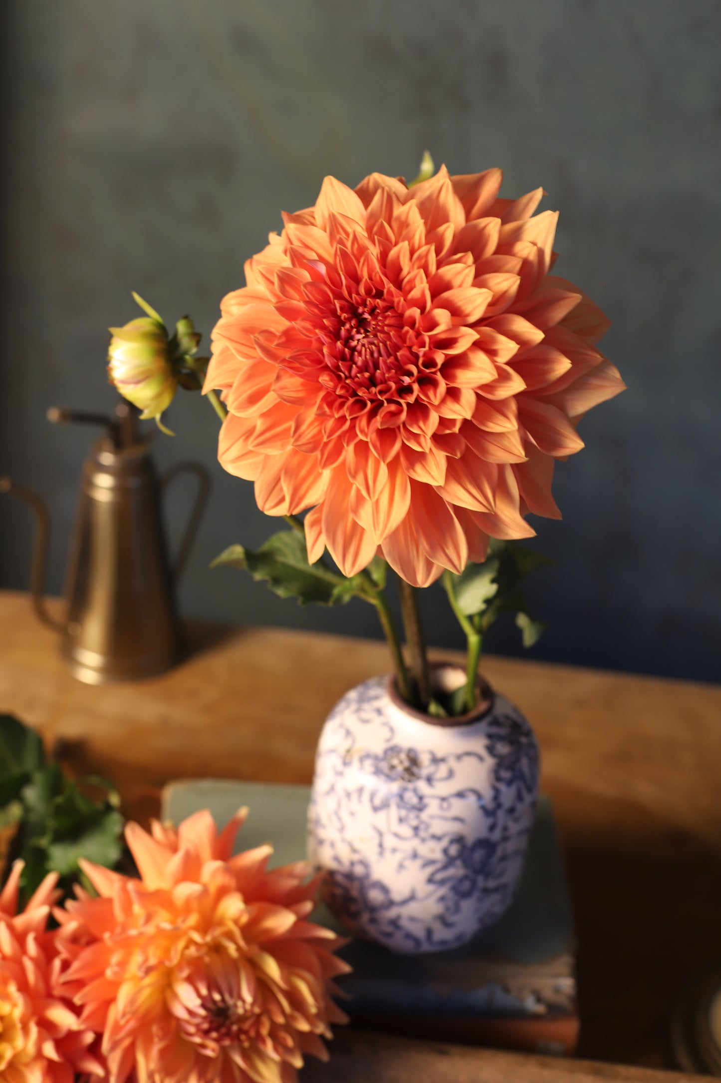 Dahlia 'Clyde's Choice' - Formal Decorative (1 tuber)