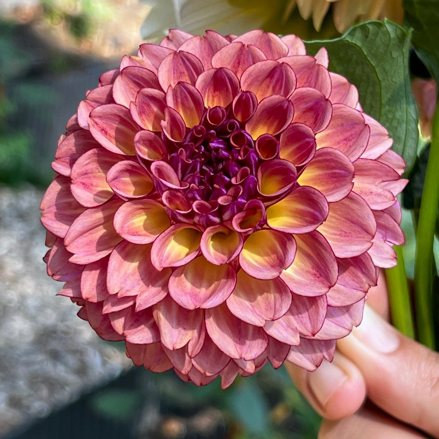Dahlia 'Ferncliff Thunder'