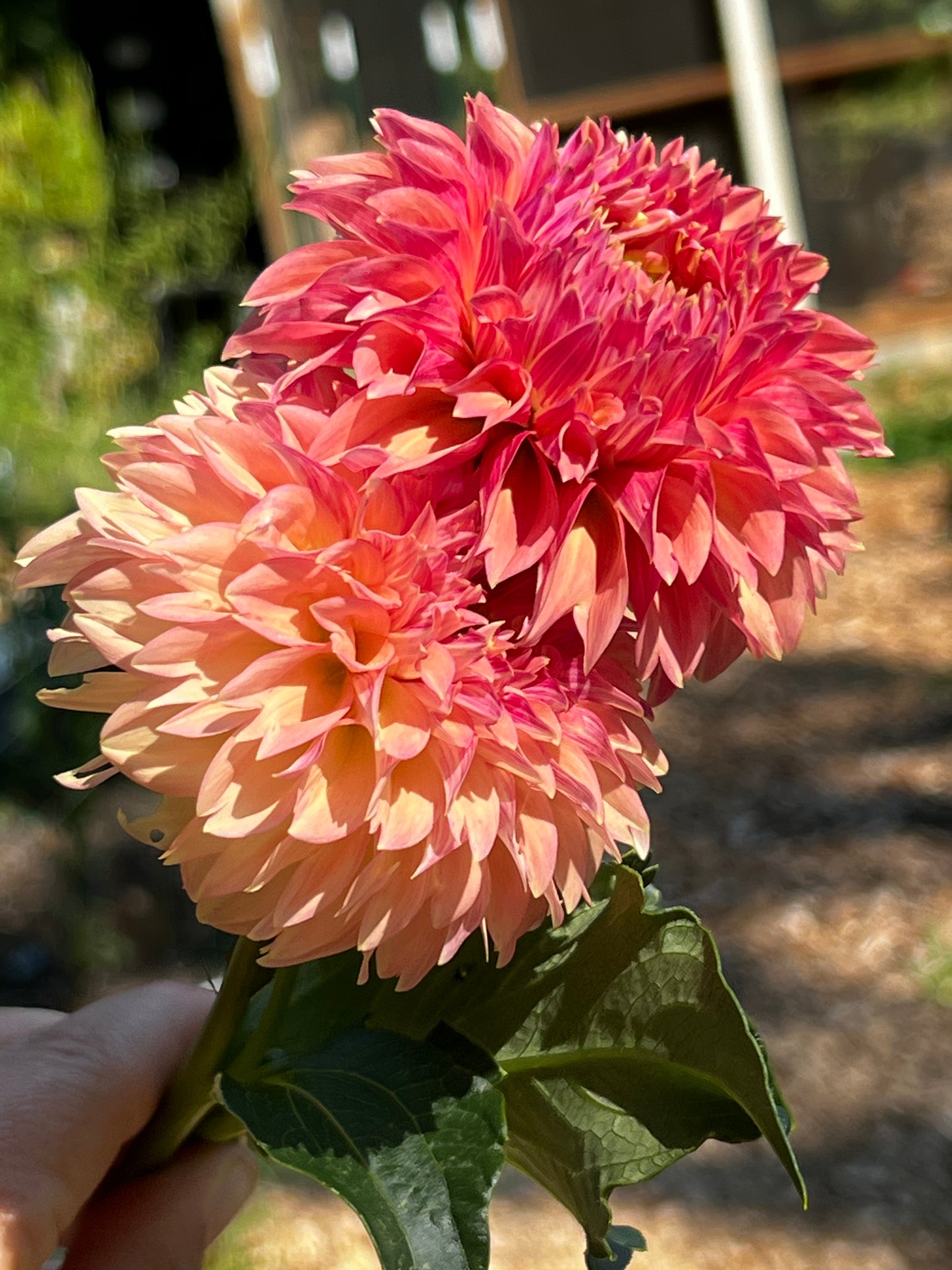 Dahlia 'KA's® Desert Rose'