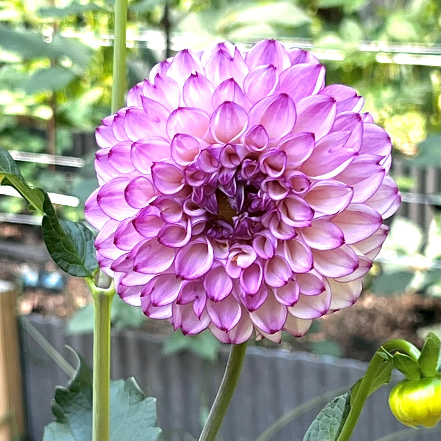 Dahlia 'Hilltop Glo'