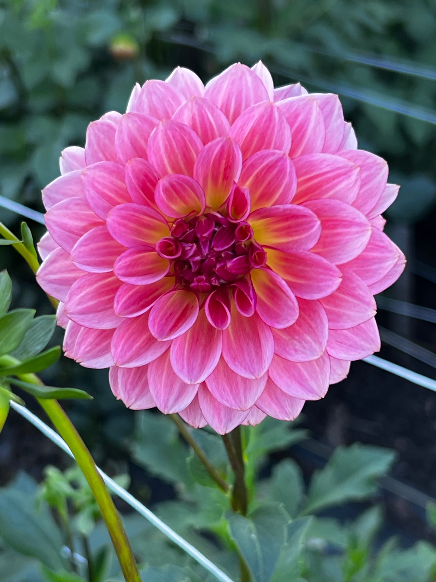 Dahlia 'Jabberbox'