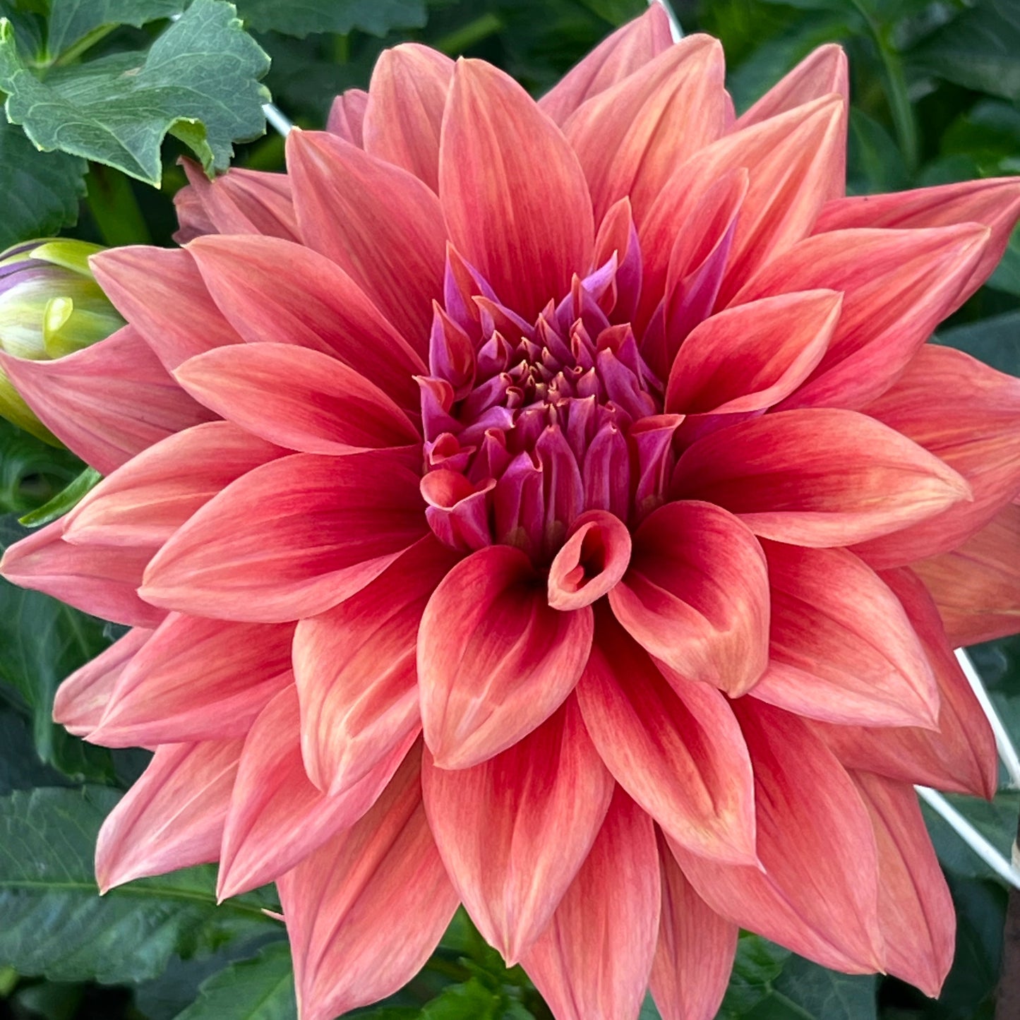 Dahlia 'Creve Coeur'