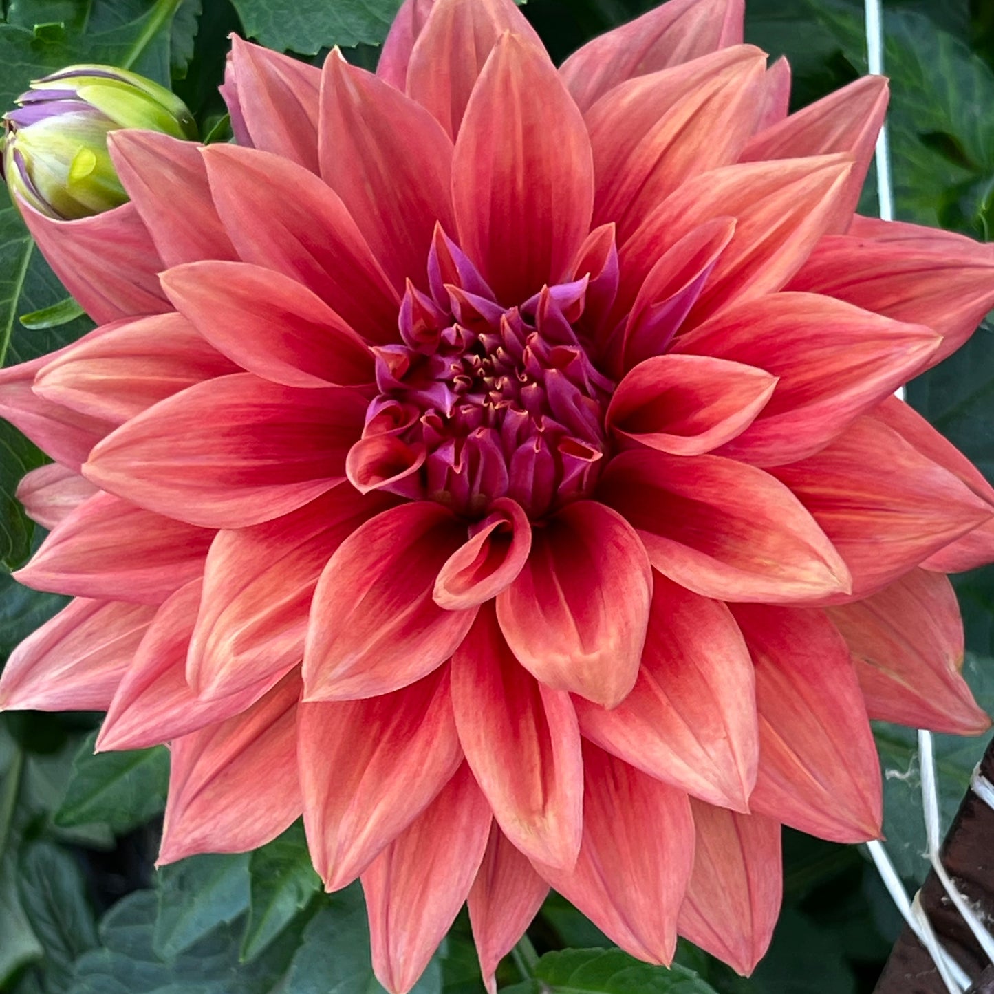 Dahlia 'Creve Coeur'