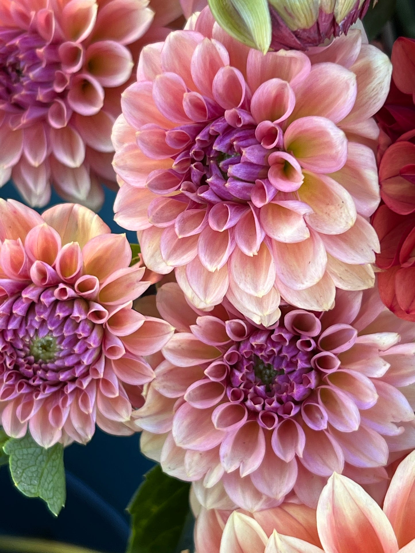 Dahlia 'Ice Tea'