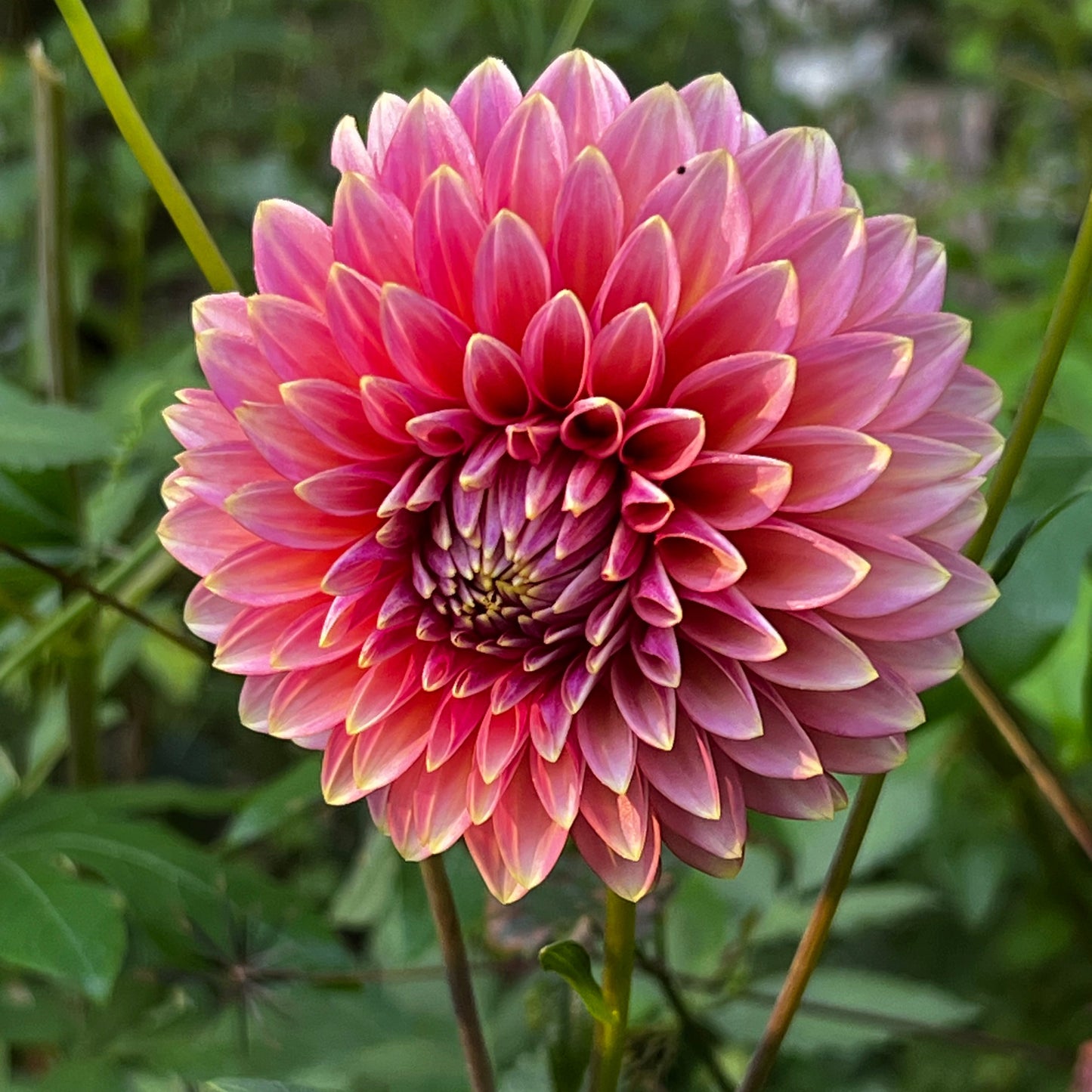 Dahlia 'Bloomquist Essence' - Spring Shipped