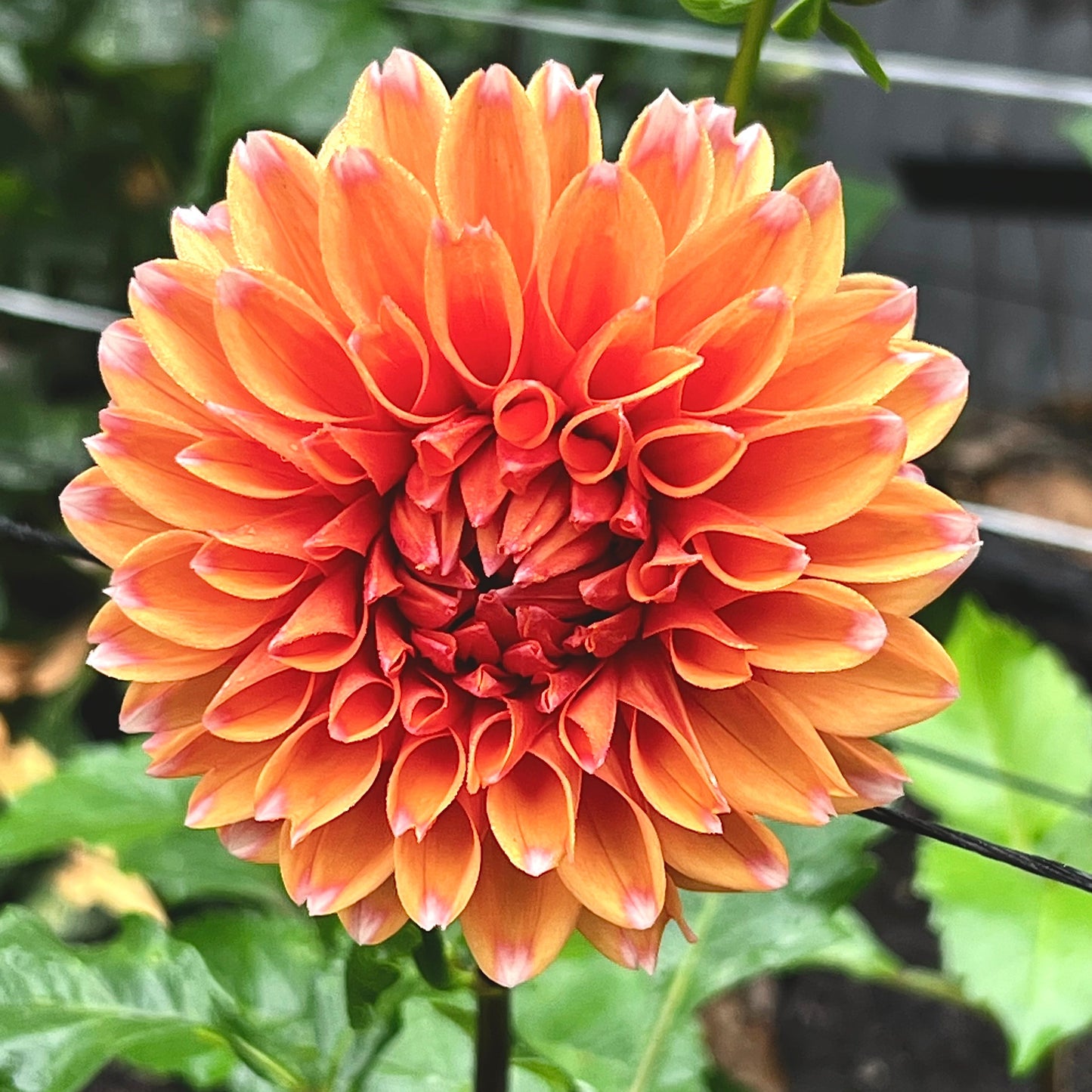 Dahlia 'FS Apricot Ice'