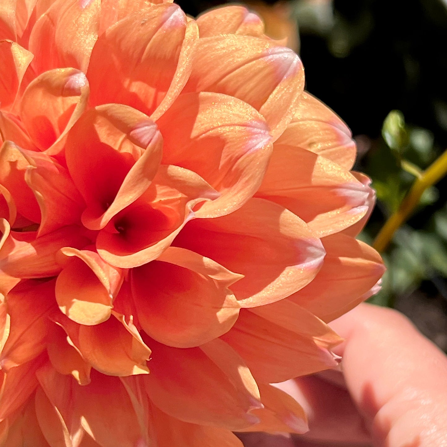 Dahlia 'FS Apricot Ice'