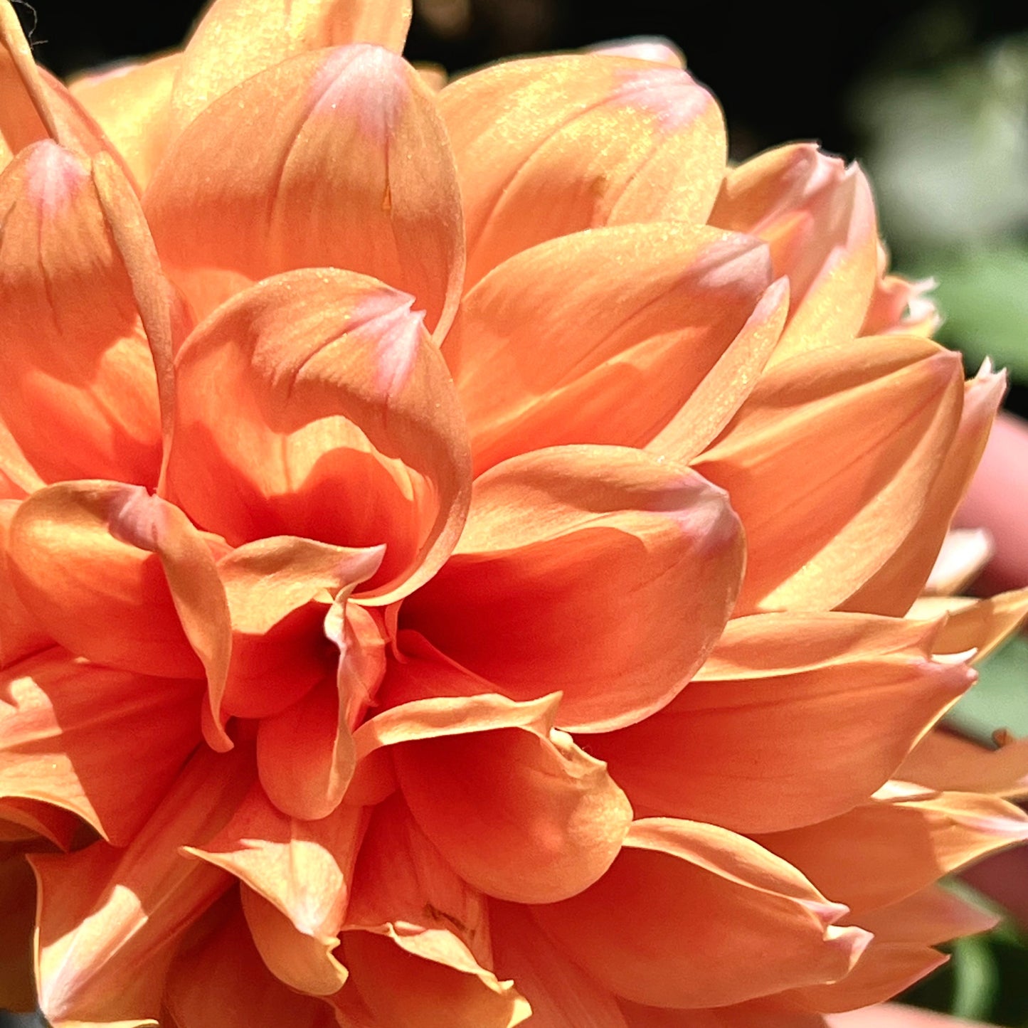 Dahlia 'FS Apricot Ice'