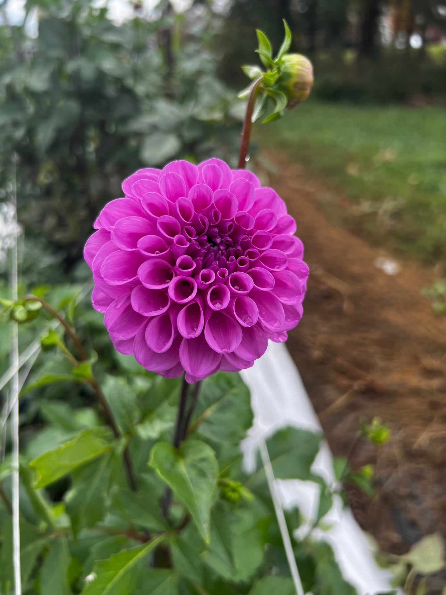 Dahlia 'Robann Regal'