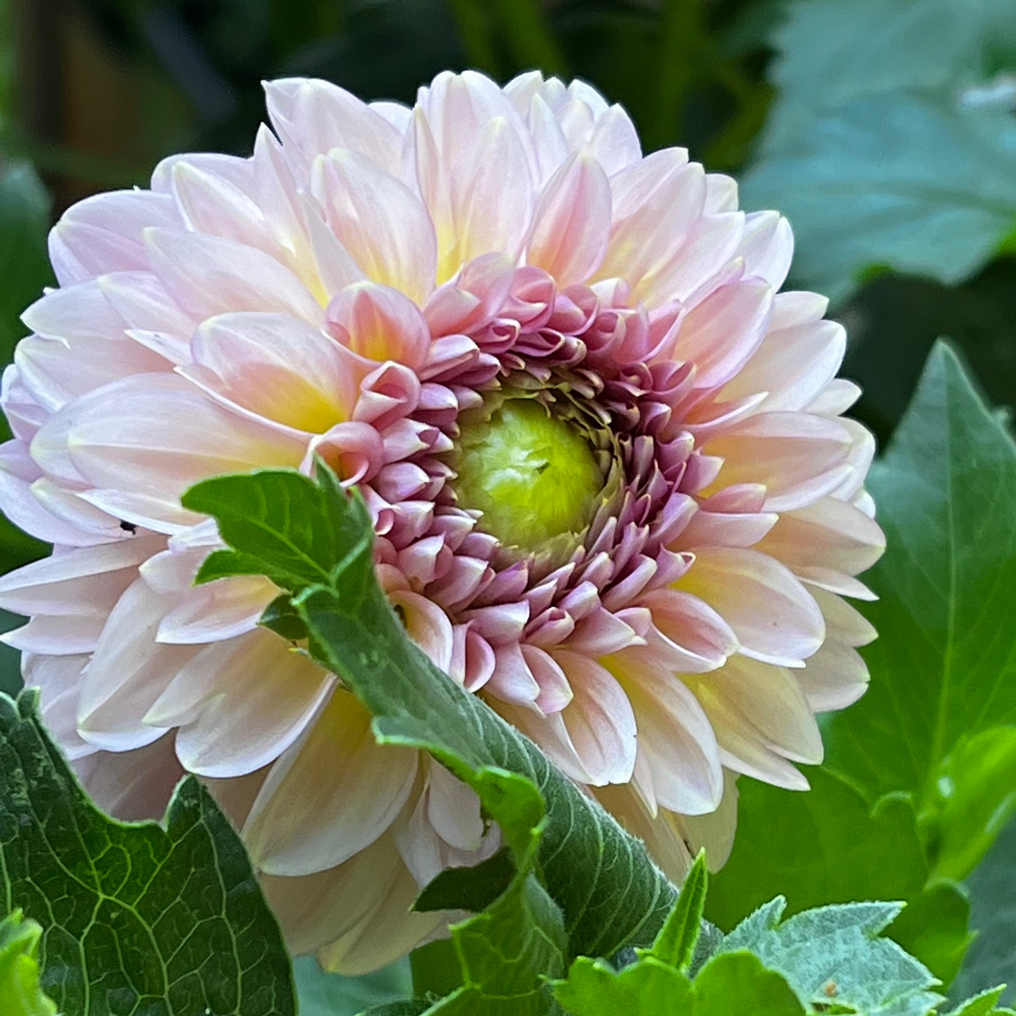 Dahlia 'Cupcake'