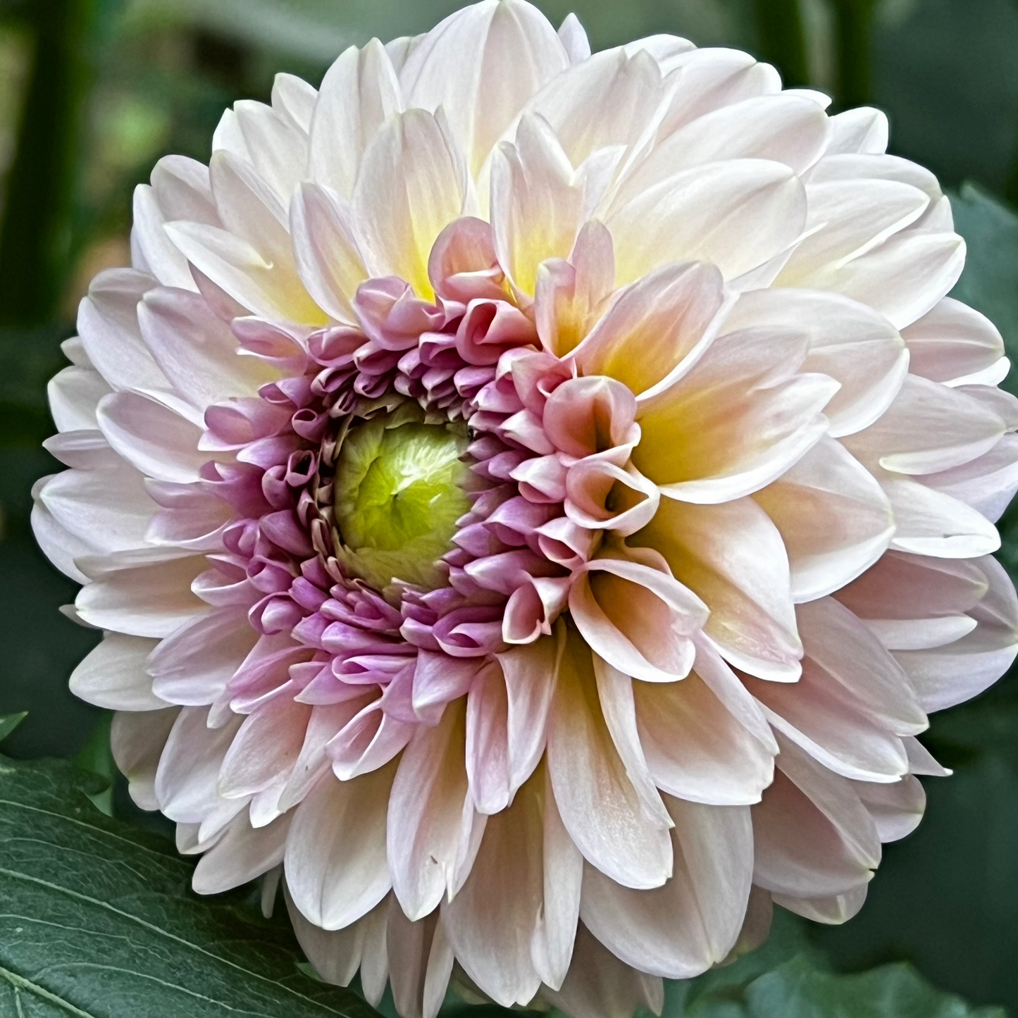 Dahlia 'Cupcake'