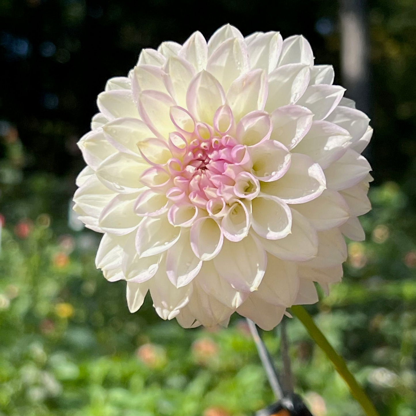 Dahlia 'Abbie' - Spring Shipped