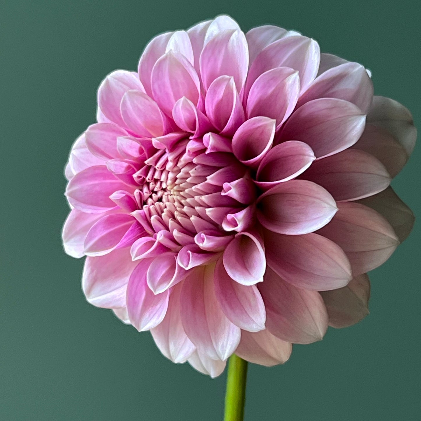 'Levi's Confessor' Rooted Cutting