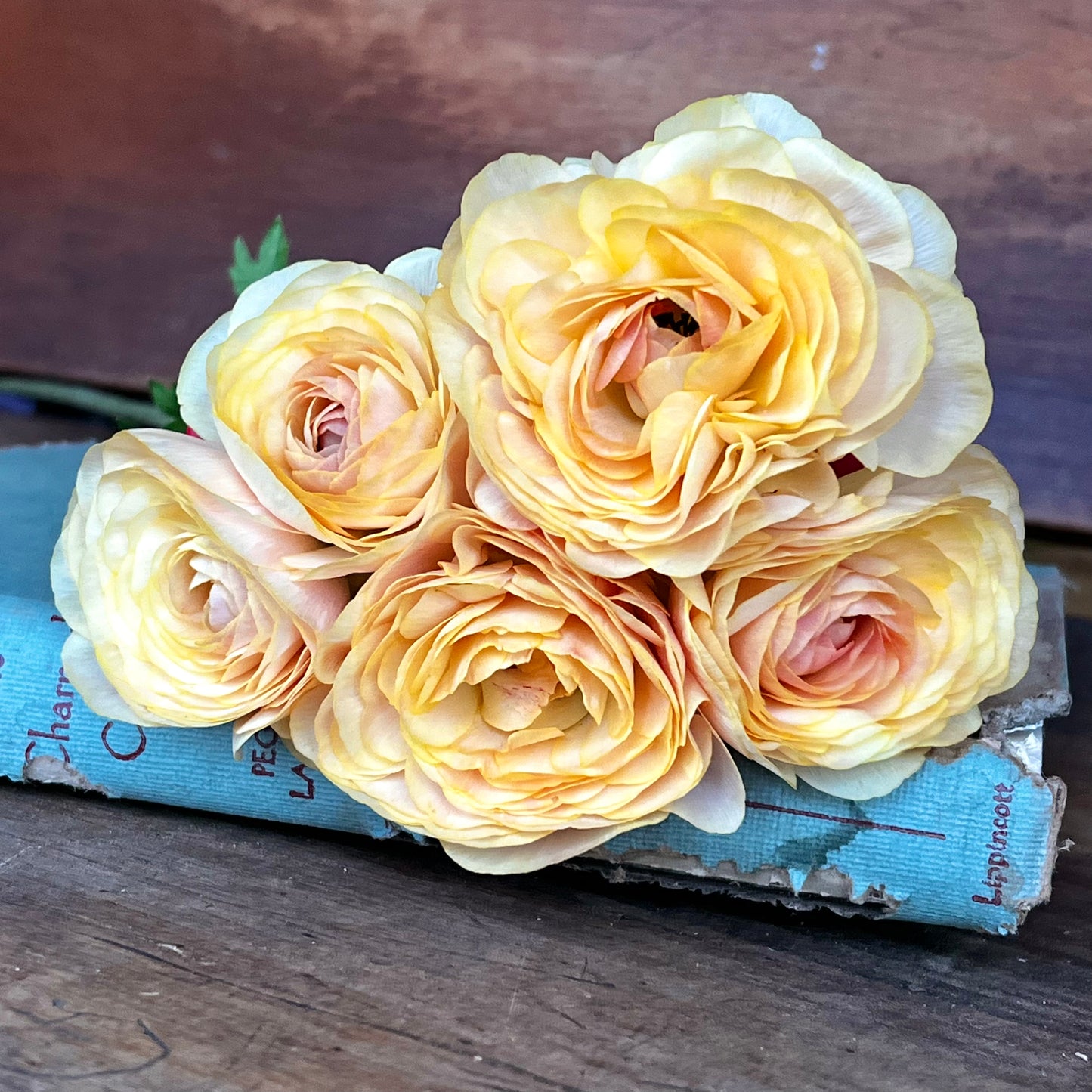 Ranunculus Amadine Pastel Lemon - 10 Pack