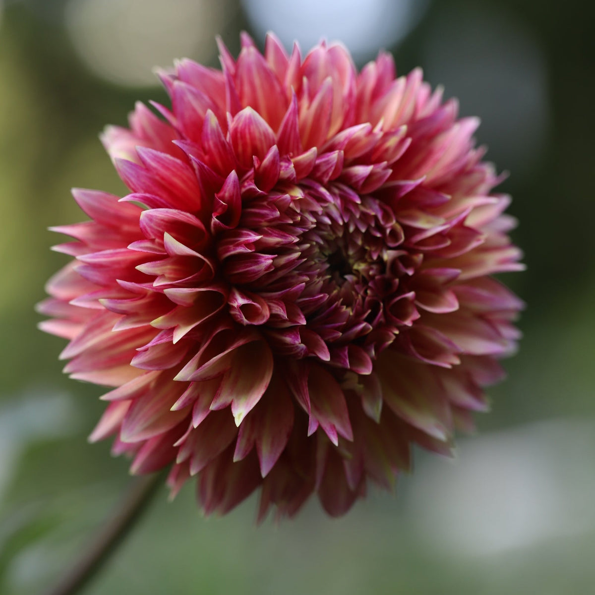 Dahlia 'Andy's Legacy' - Spring Shipped