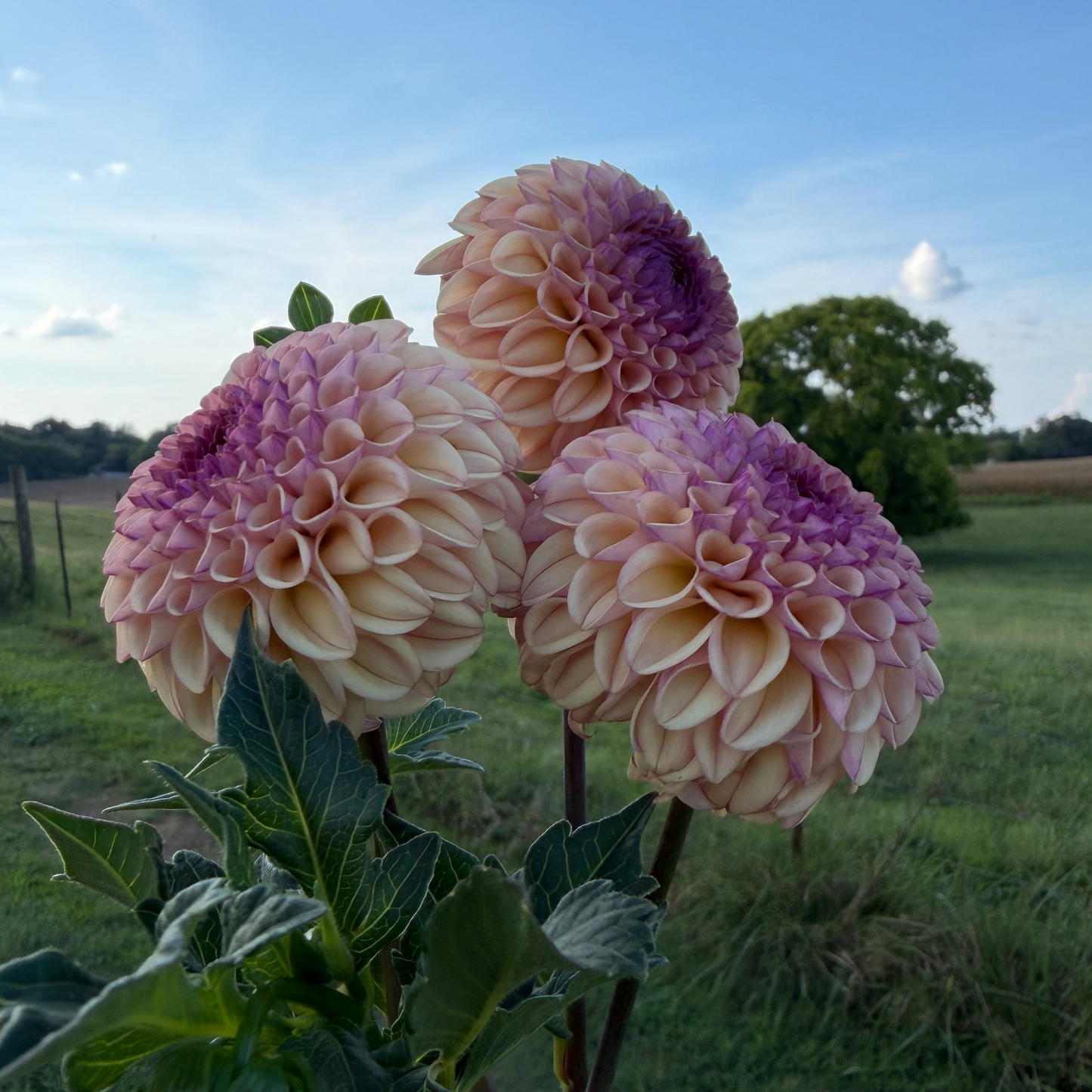 Dahlia 'Ferncliff Spice' - Spring Shipped