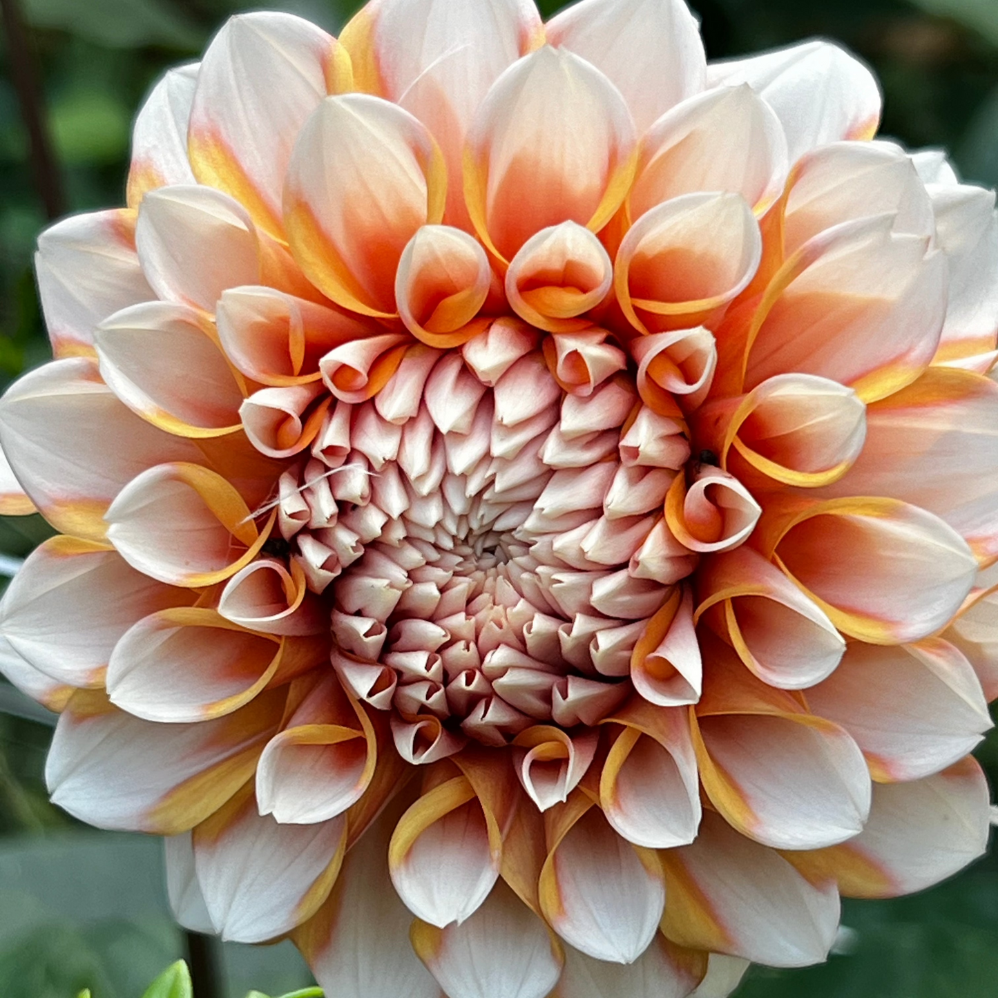 Dahlia 'Hollyhill Orange Ice'