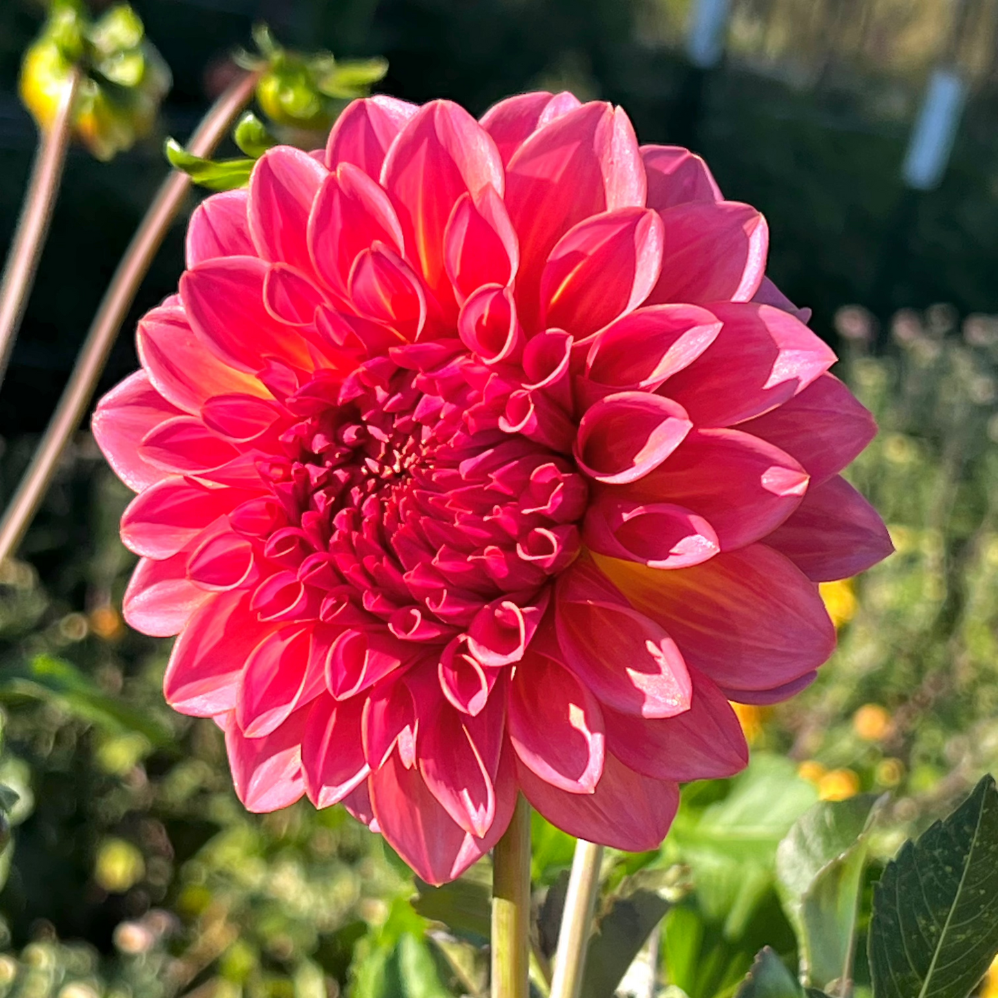 Dahlia 'Bloomquist Dave'