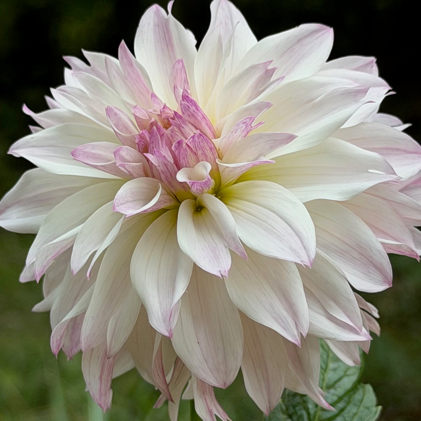 Dahlia 'Bloomquist Compare' - Spring Shipped