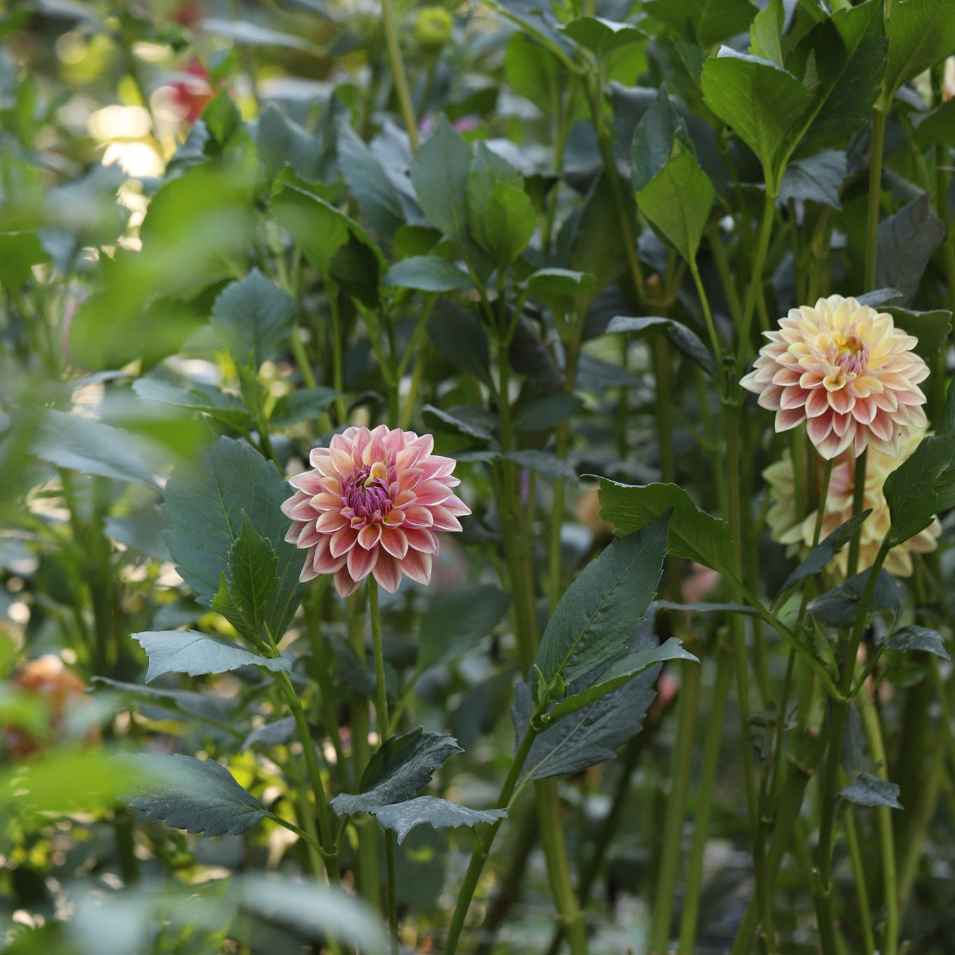 dusty beauty dahlias plant