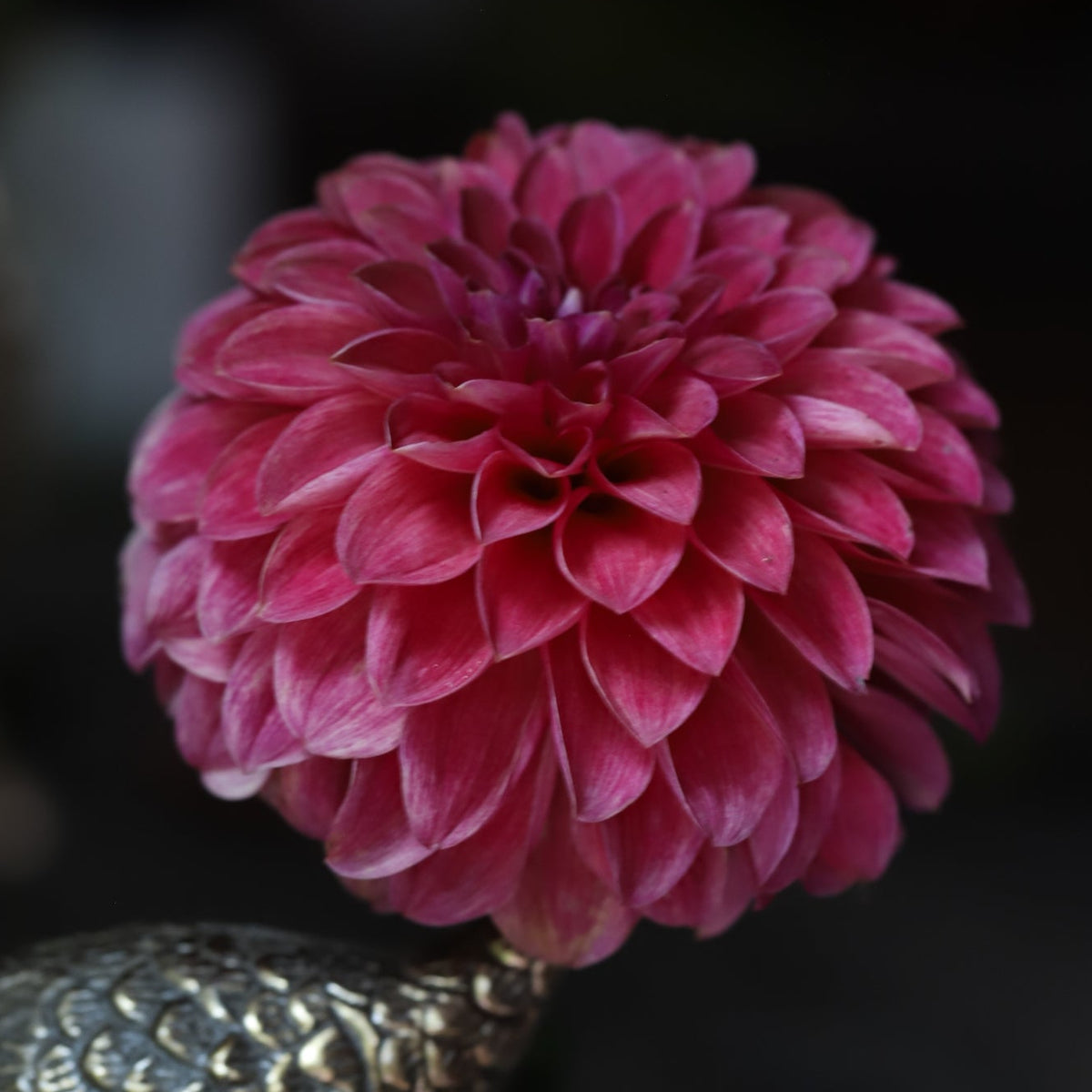 Dahlia 'RM Smokeshow'