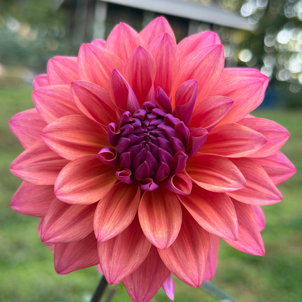 Dahlia 'American Dawn' - Spring Shipped