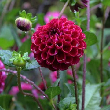 Dahlia 'Ivanetti' - 6 Pack