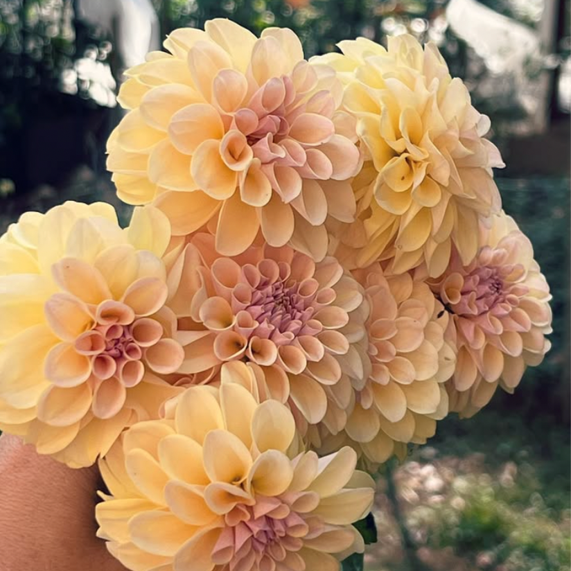 'KA’s™ Cinder Rose' Rooted Cutting