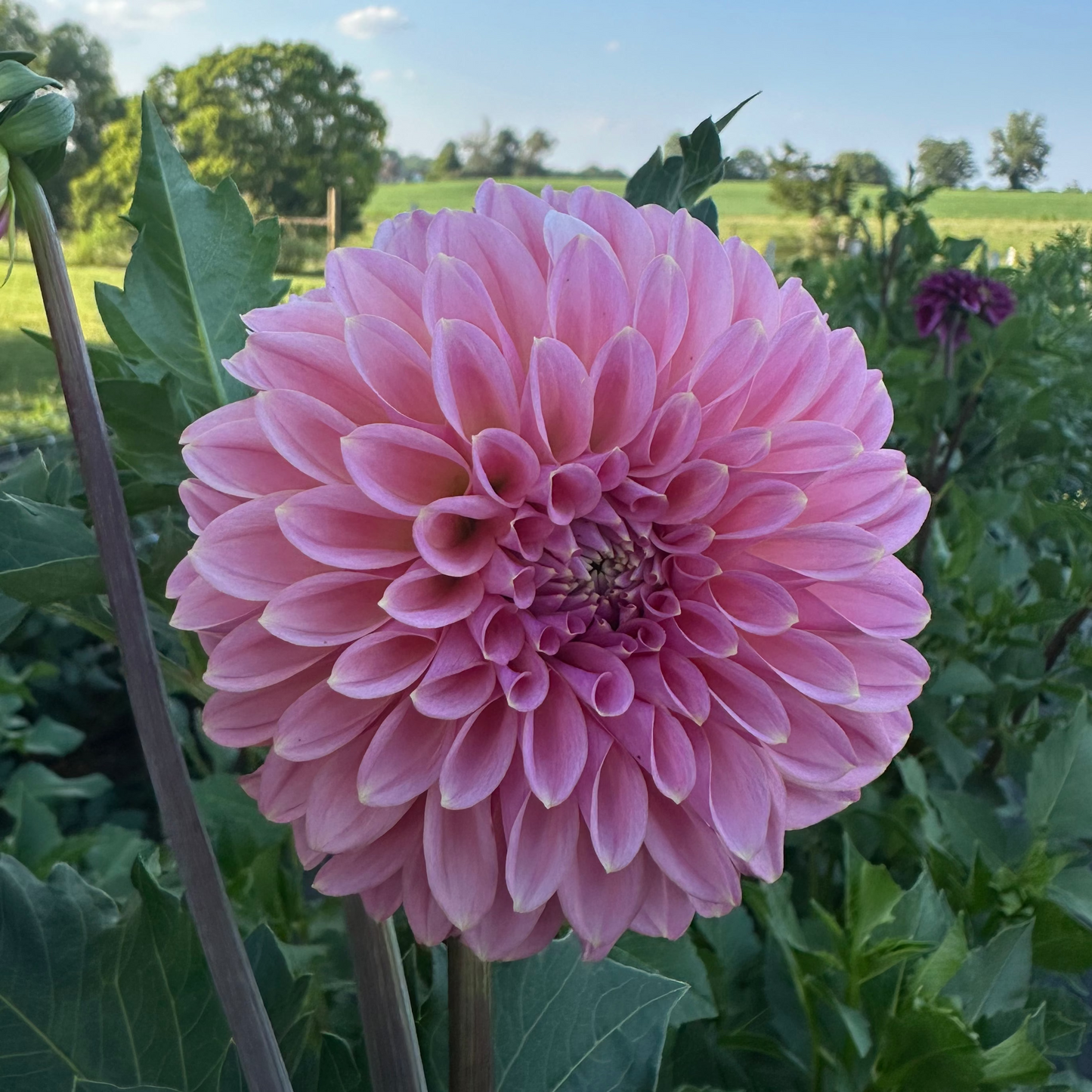 Dahlia 'Lee's Saltwater Taffy' - Spring Shipped