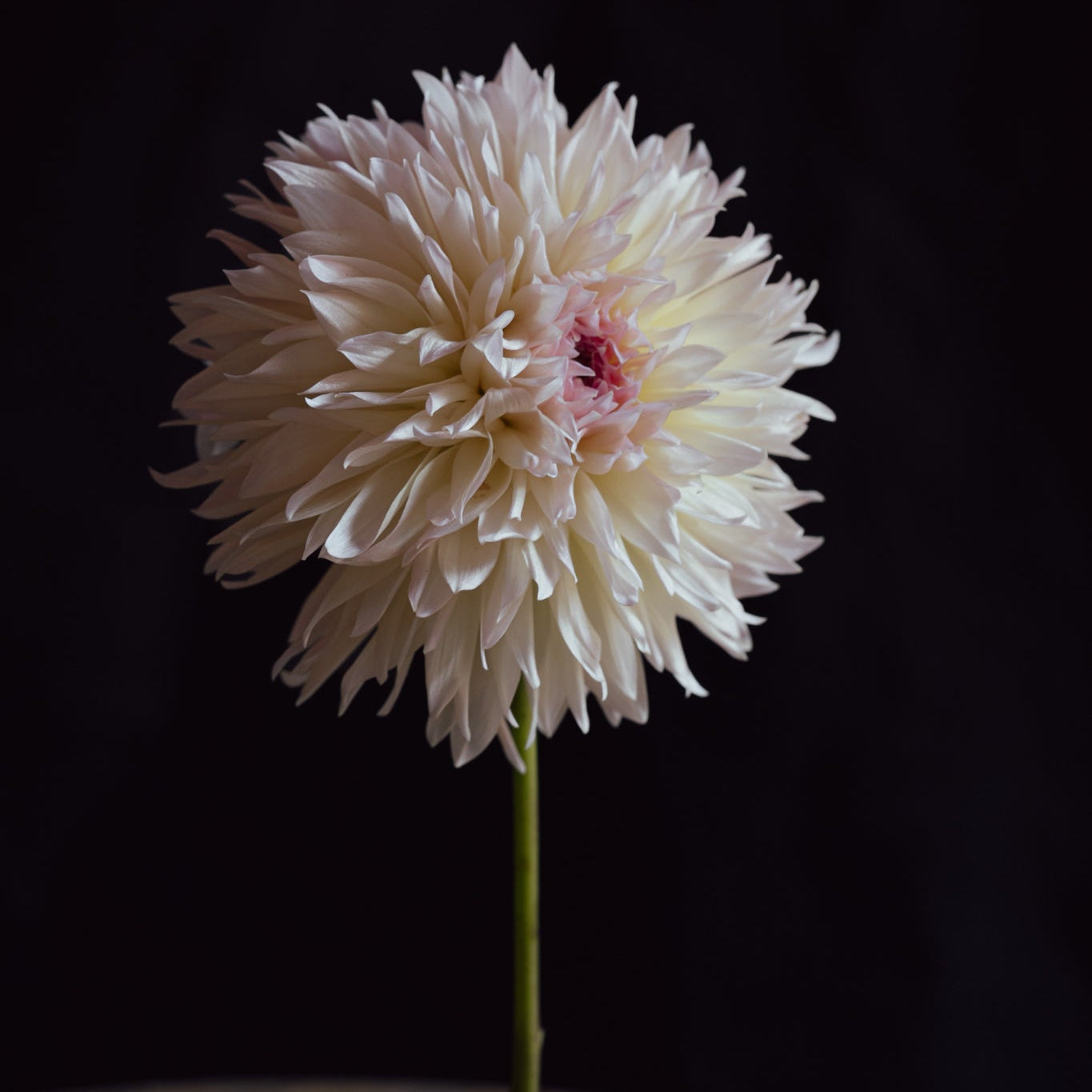 Lee's Pink Grapefruit Dahlia with a dark background