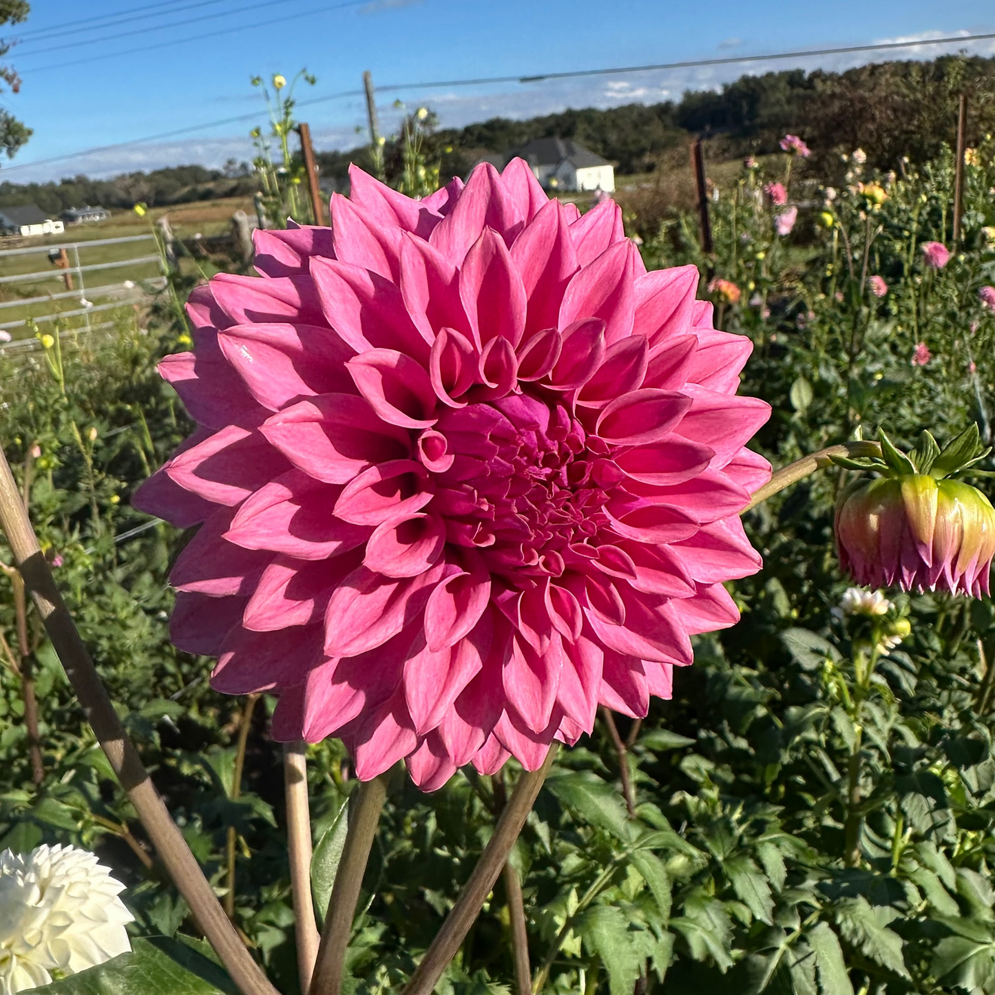 Dahlia 'Lee's Swiss Miss'