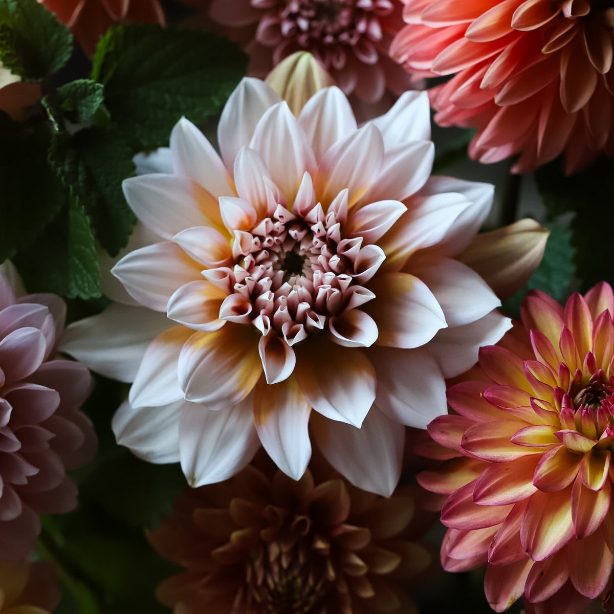 'Lee's Tilda’ Dahlia Rooted Cutting