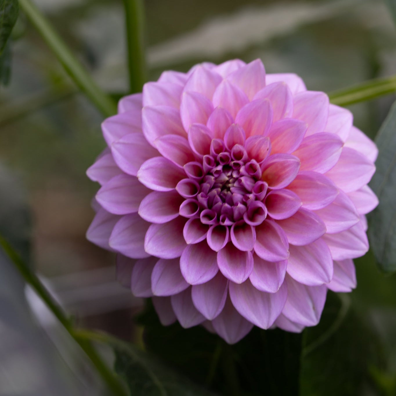 Dahlia 'Levi's Bubblegum'