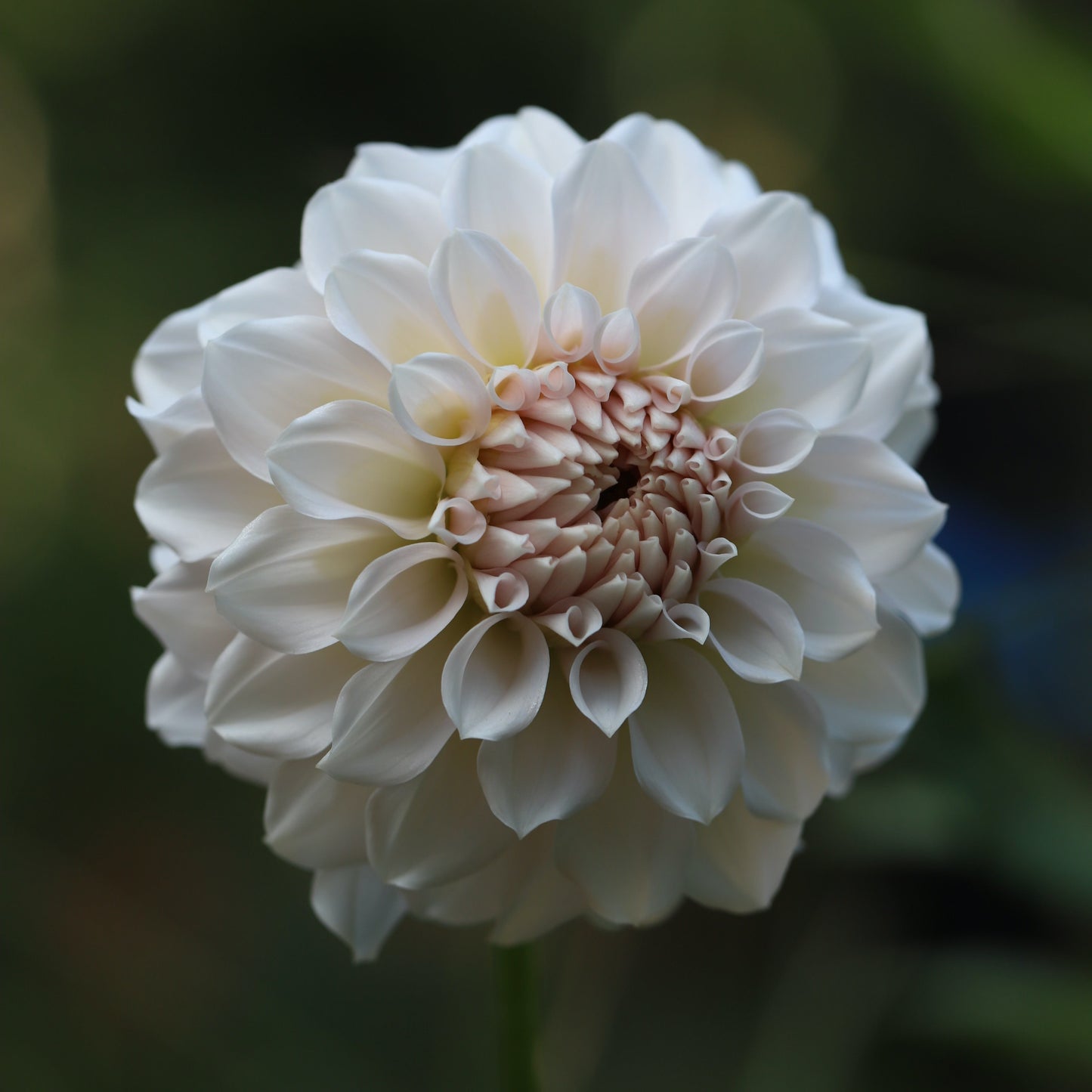 Close-up of a white flower with a blurred green background