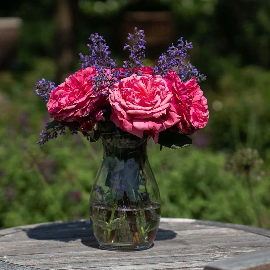 Loves Me, Loves Me Not™ Rose Bush