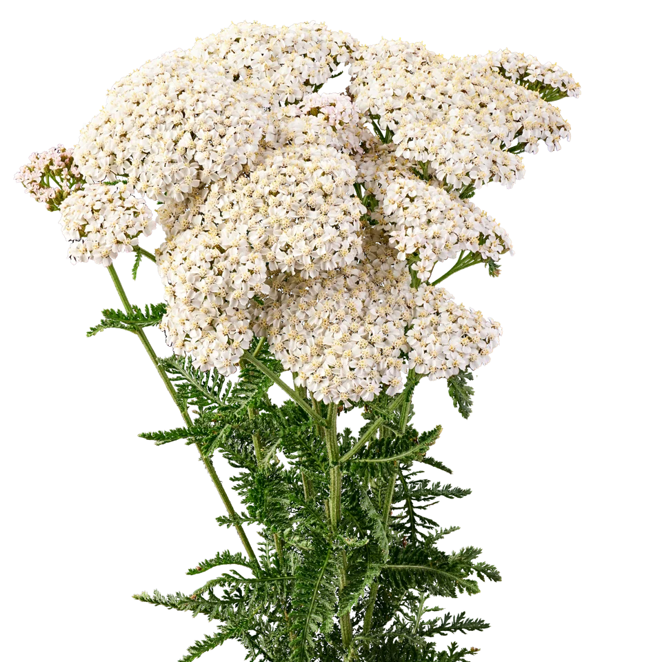 Perennial Achillea 'Magical' Atlanta | 2 Pack | Ships Week of Sept 21