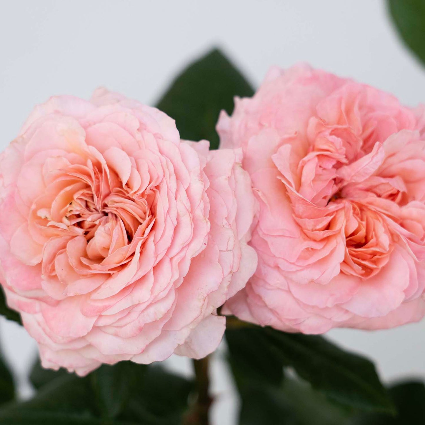 Martha Stewart® Rose Bush