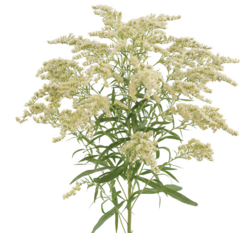 Week 14 | Solidago 'Moonlit Glory' | 4 Pack