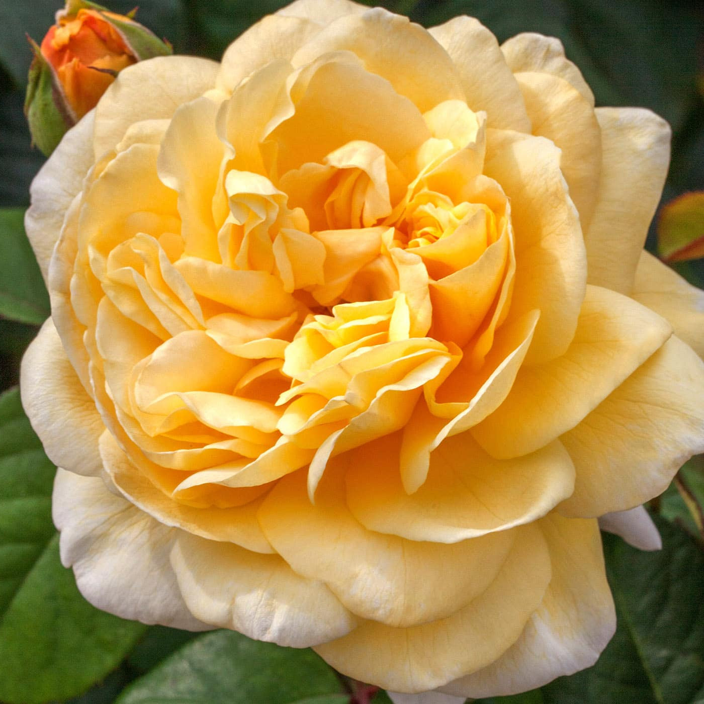 Romantica® Moonlight Rose Bush