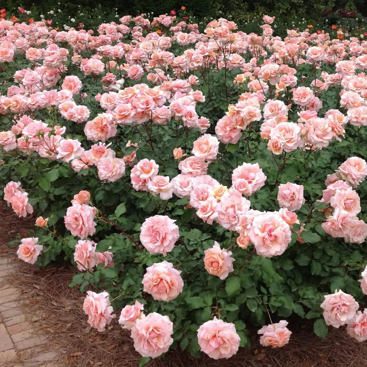 Mother of Pearl® Rose Bush